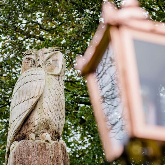 Owl