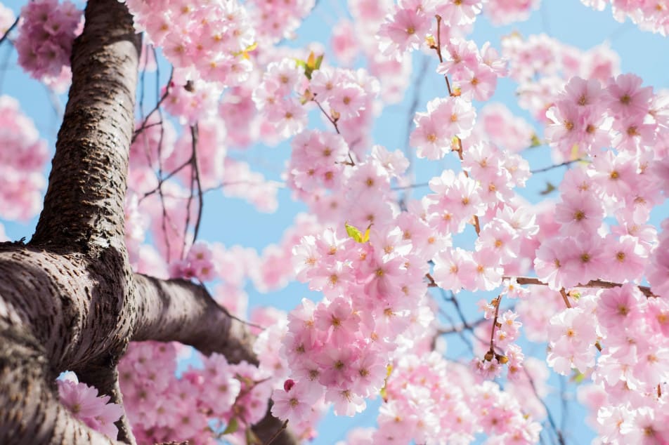 Blossom Trail Evesham