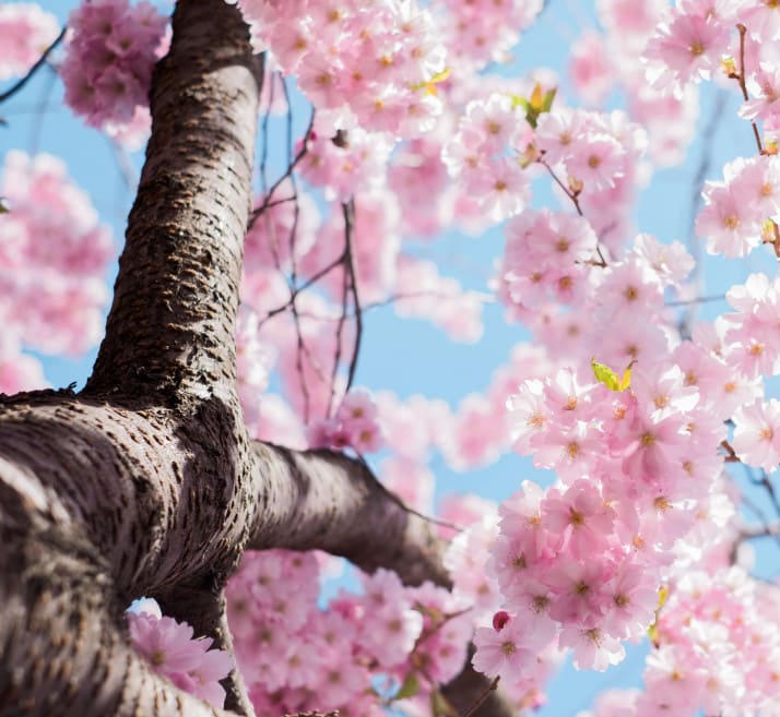 Blossom Trail Evesham