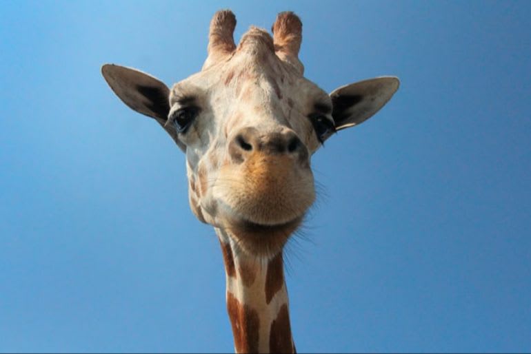 wildlife