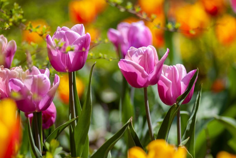 flowers